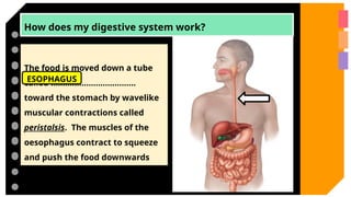 How does my digestive system work?
The food is moved down a tube
called ………………………………
toward the stomach by wavelike
muscular contractions called
peristalsis. The muscles of the
oesophagus contract to squeeze
and push the food downwards
ESOPHAGUS
 