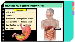 How does my digestive system work?
Inside the …………………………………
the food
mixes with the digestive juices
that turn the food into a thick
liquid called chyme similar to
porridge.
stomach
 