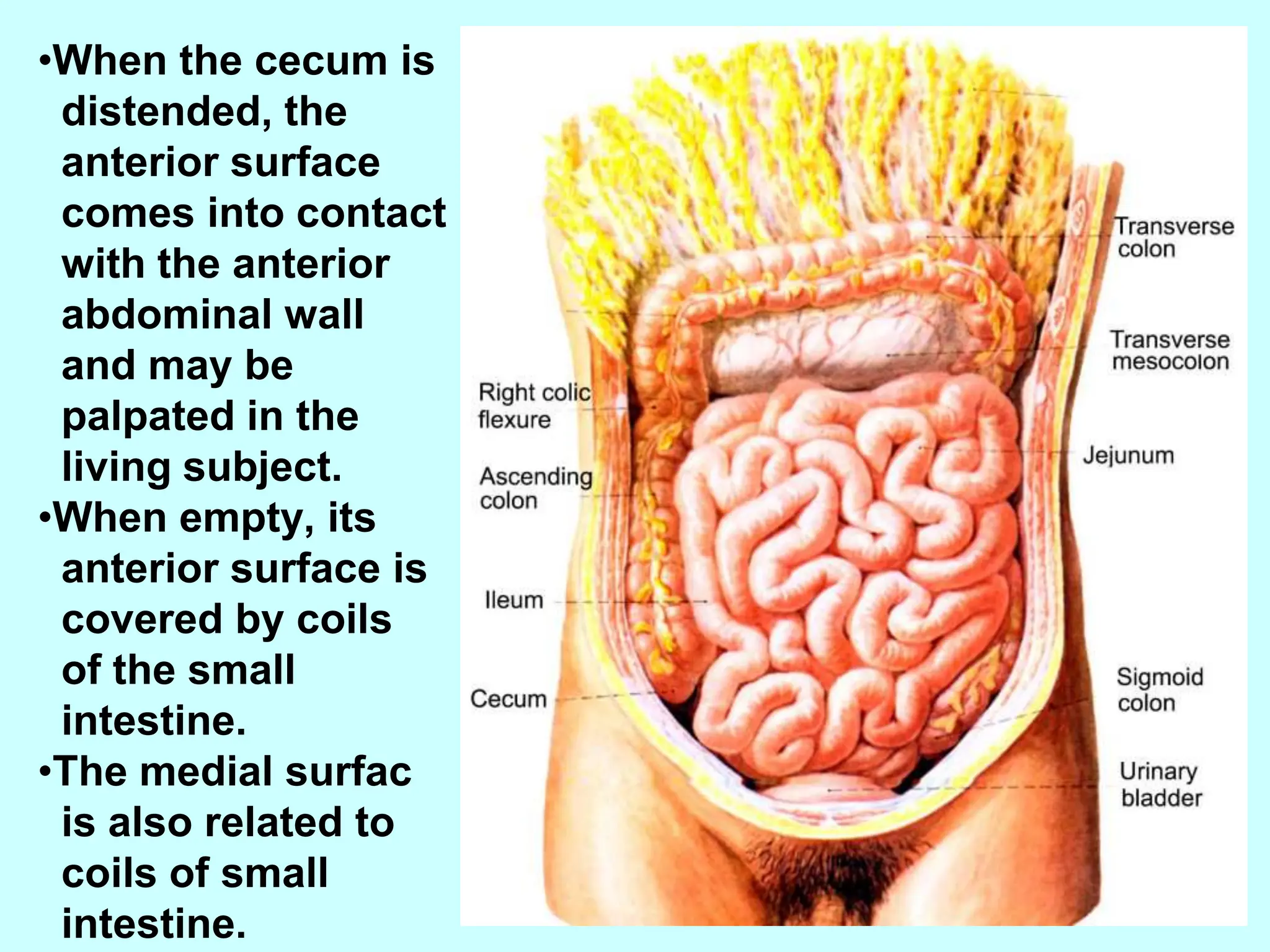 digestive 3.pptxpfanatomy small intestine and | PPTX