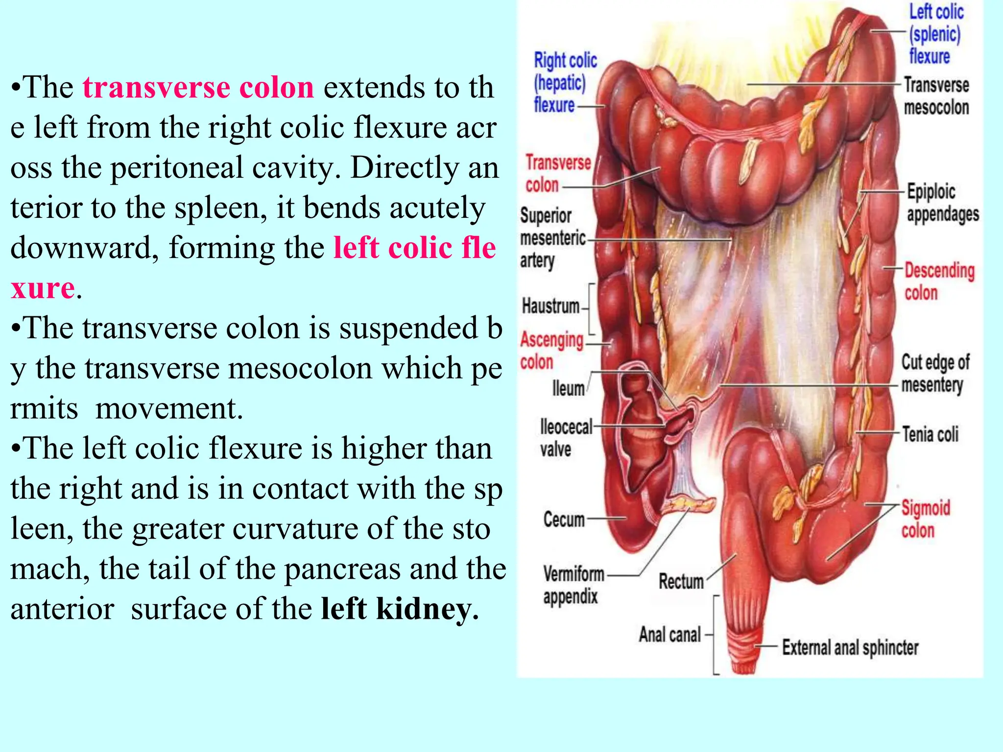 digestive 3.pptxpfanatomy small intestine and | PPTX