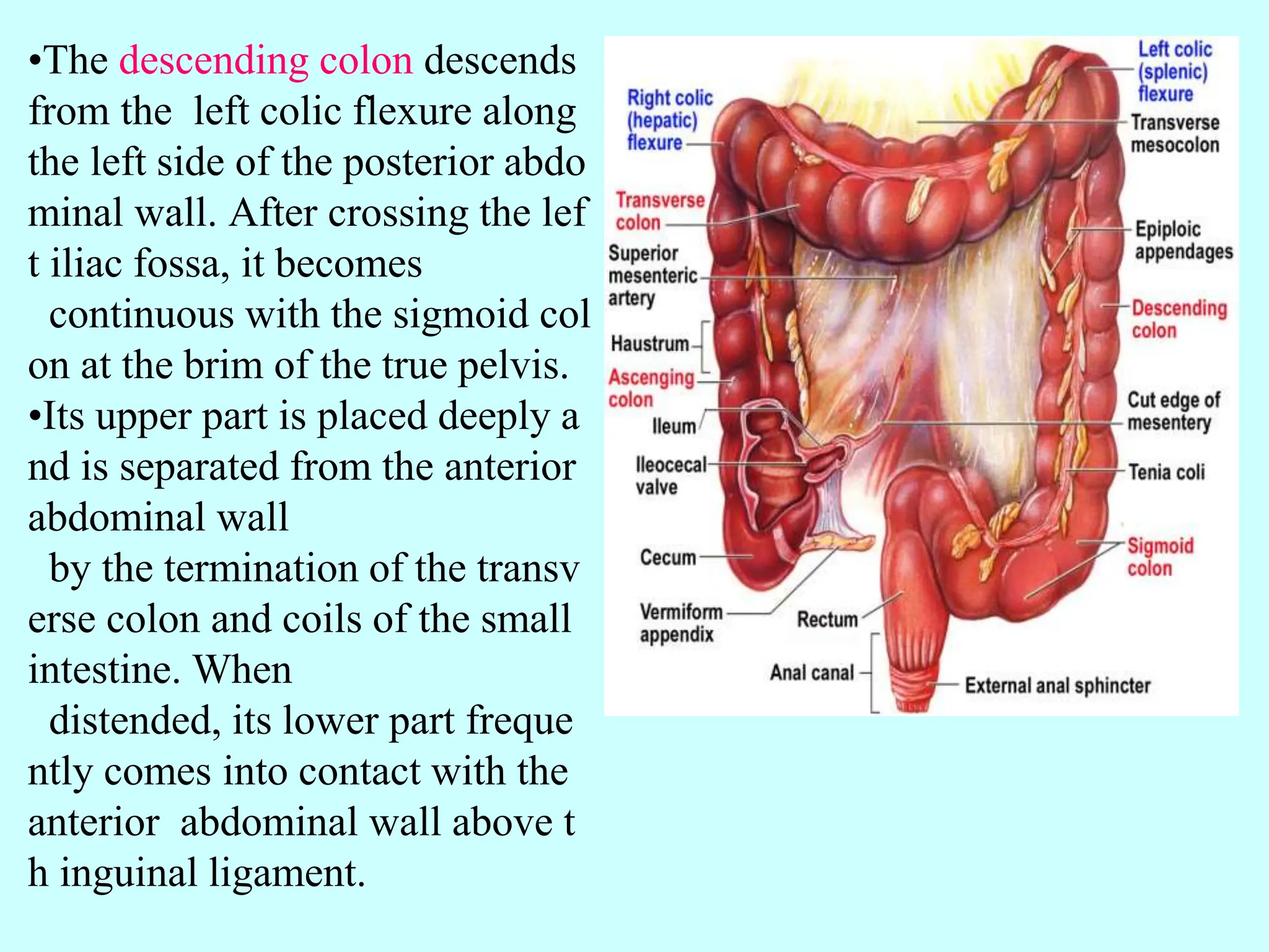 Colon Distention digestive 3.pptxpfanatomy small intestine and | PPTX