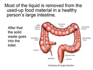 Most of the liquid is removed from the used-up food material in a healthy person’s large intestine.  After that the solid waste goes into the toilet. 