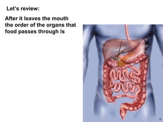 Let’s review: After it leaves the mouth the order of the organs that food passes through is 
