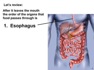 Let’s review: After it leaves the mouth the order of the organs that food passes through is 1.  Esophagus 