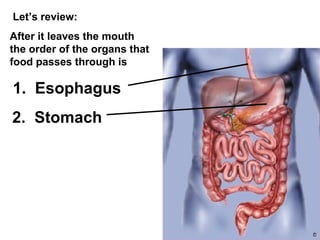 Let’s review: After it leaves the mouth the order of the organs that food passes through is 1.  Esophagus 2.  Stomach 