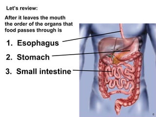 Let’s review: After it leaves the mouth the order of the organs that food passes through is 1.  Esophagus 2.  Stomach 3.  Small intestine 