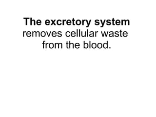 The excretory system removes cellular waste  from the blood. 