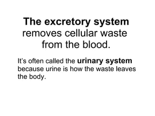 The excretory system removes cellular waste  from the blood. It’s often called the  urinary system  because urine is how the waste leaves  the body. 