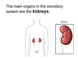 The main organs in the excretory system are the  kidneys. 