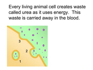 Every living animal cell creates waste called urea as it uses energy.  This waste is carried away in the blood. 