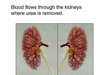 Blood flows through the kidneys where urea is removed. 