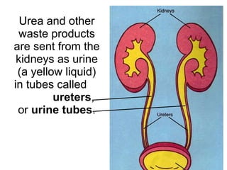 Urea and other waste products are sent from the kidneys as urine (a yellow liquid)  in tubes called  jjjjjjjjjjjj ureters ,  or  urine tubes . 