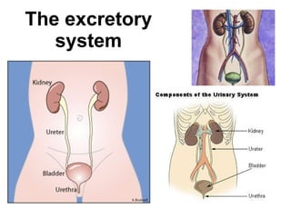 The excretory system 
