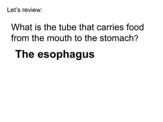 Let’s review: What is the tube that carries food from the mouth to the stomach ? The esophagus 