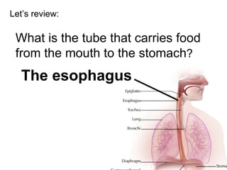Let’s review: What is the tube that carries food from the mouth to the stomach ? The esophagus 