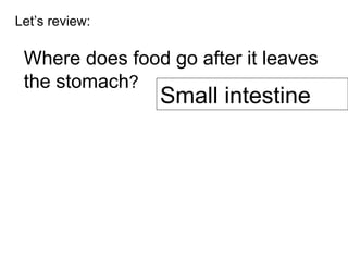 Let’s review: Where does food go after it leaves the stomach ? Small intestine 