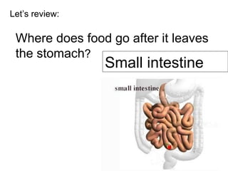 Let’s review: Where does food go after it leaves the stomach ? Small intestine 