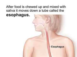 After food is chewed up and mixed with saliva it moves down a tube called the  esophagus. 