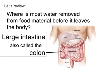 Let’s review: Where is most water removed from food material before it leaves the body ? Large intestine  also called the   colon 