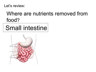 Let’s review: Where are nutrients removed from food ? Small intestine 