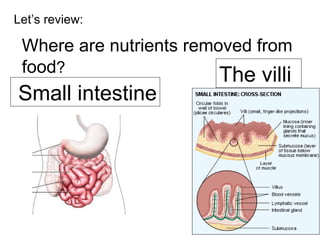 Let’s review: Where are nutrients removed from food ? Small intestine The villi 