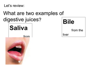 Let’s review: What are two examples of  digestive juices ? Saliva   from the mouth Bile   from the liver 