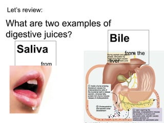 Let’s review: What are two examples of  digestive juices ? Saliva   from the mouth Bile   from the liver 