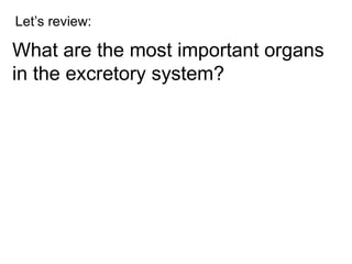 Let’s review: What are the most important organs in the excretory system? 