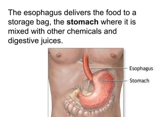 The esophagus delivers the food to a storage bag, the  stomach  where it is mixed with other chemicals and digestive juices.  