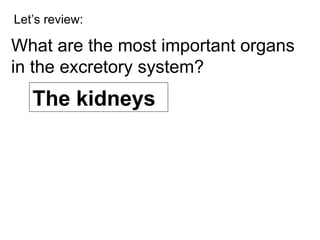 Let’s review: What are the most important organs in the excretory system? The kidneys 