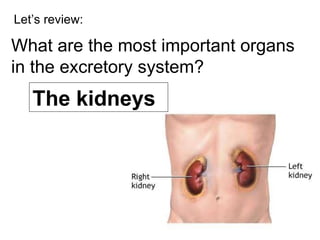 Let’s review: What are the most important organs in the excretory system? The kidneys 