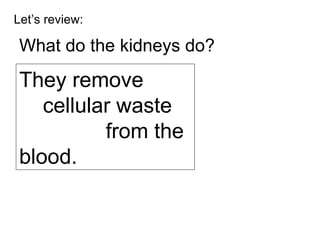 Let’s review: What do the kidneys do? They remove  cellular waste  (urea)   from the blood. 