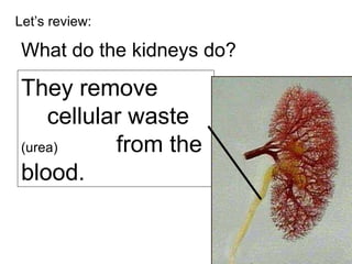 Let’s review: What do the kidneys do? They remove  cellular waste  (urea)   from the blood. 