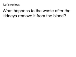 Let’s review: What happens to the waste after the kidneys remove it from the blood? 