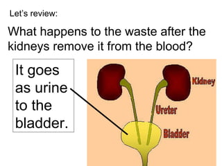 Let’s review: What happens to the waste after the kidneys remove it from the blood? It goes as urine to the bladder. 