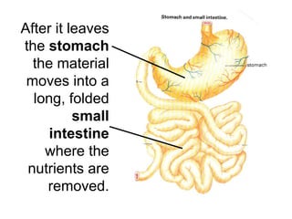 After it leaves the  stomach  the material moves into a long, folded  small intestine  where the nutrients are removed. 