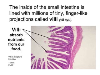 The inside of the small intestine is lined with millions of tiny, finger-like projections called  villi  ( vil  eye). Villi  absorb nutrients from our food. Villi is the plural for villus. 1 villus  2 villi 