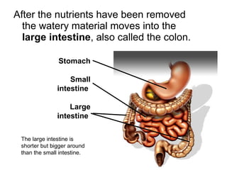 After the nutrients have been removed the watery material moves into the  large intestine , also called the colon. The large intestine is shorter but bigger around than the small intestine. Stomach Small intestine  Large intestine  