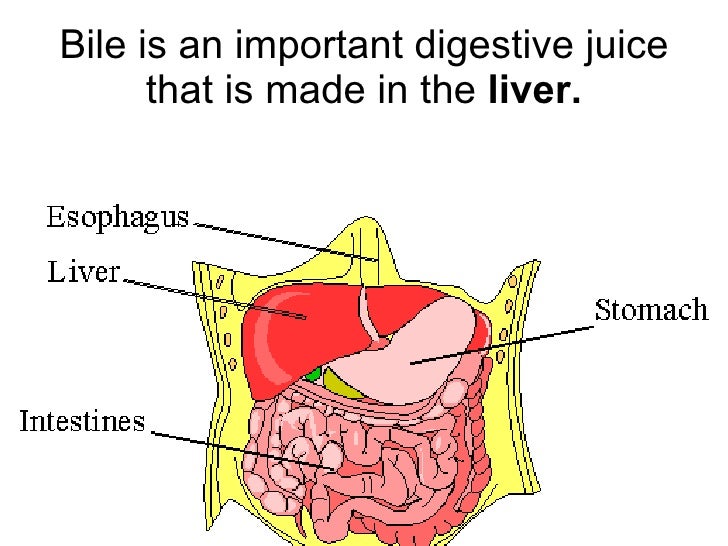 Digestive and excretory systems