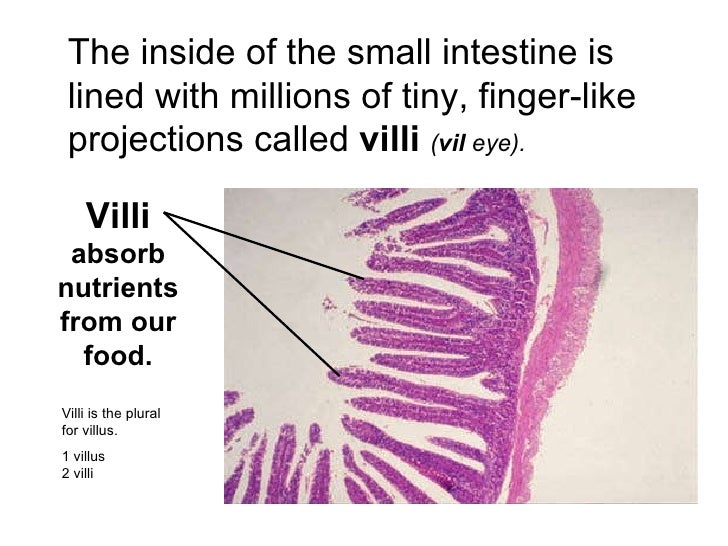 What are the small, fingerlike projections in the small intestine