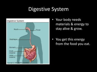 Digestive System
• Your body needs
materials & energy to
stay alive & grow.
• You get this energy
from the food you eat.