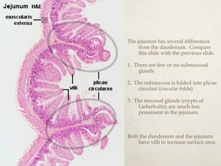 The jejunum has several differences 
from the duodenum. Compare 
this slide with the previous slide. 
1. There are few or no submucosal 
glands 
2. The submucosa is folded into plicae 
circulari (circular folds) 
3. The mucosal glands (crypts of 
Lieberkuhn) are much less 
prominent in the jejunum. 
Both the duodenum and the jejunum 
have villi to increase surface area. 
 