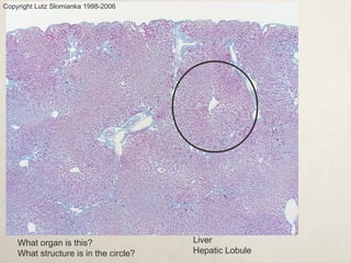 What organ is this? 
What structure is in the circle? 
Liver 
Hepatic Lobule 
Copyright Lutz Slomianka 1998-2006 
 