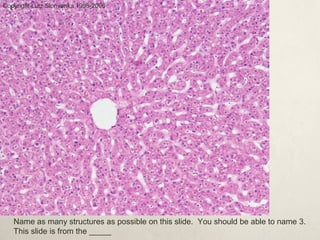 Copyright Lutz Slomianka 1998-2006 
Name as many structures as possible on this slide. You should be able to name 3. 
This slide is from the _____ 
 