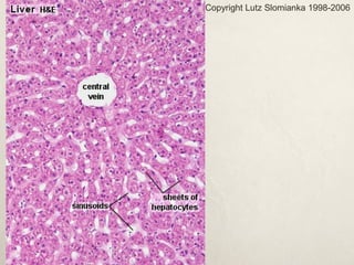 Copyright Lutz Slomianka 1998-2006 
 