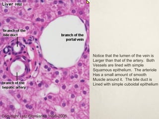Notice that the lumen of the vein is 
Larger than that of the artery. Both 
Vessels are lined with simple 
Squamous epithelium. The arteriole 
Has a small amount of smooth 
Muscle around it. The bile duct is 
Lined with simple cuboidal epithelium 
Copyright Lutz Slomianka 1998-2006 
 