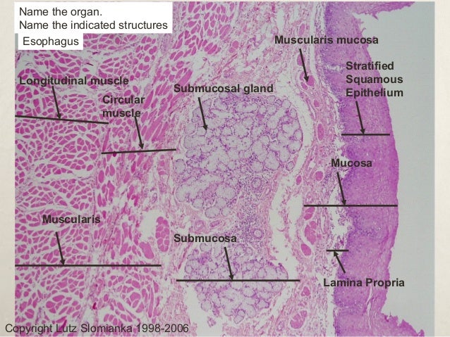 Digestive System Histology
