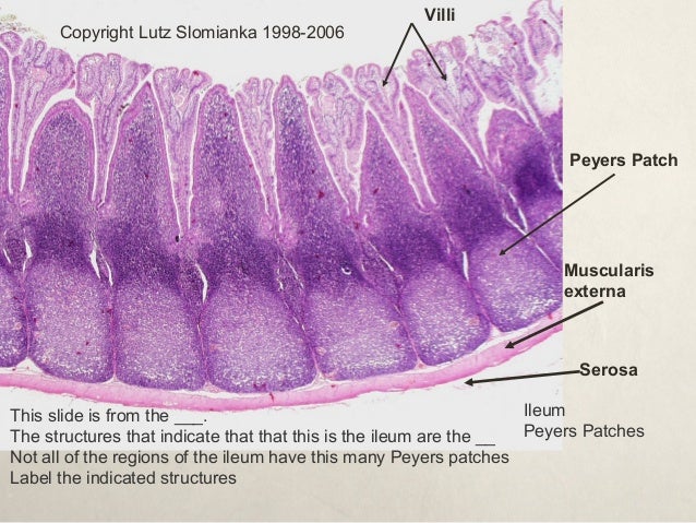 Digestive system histology ppt