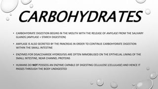 CARBOHYDRATES
• CARBOHYDRATE DIGESTION BEGINS IN THE MOUTH WITH THE RELEASE OF AMYLASE FROM THE SALIVARY
GLANDS (AMYLASE = STARCH DIGESTION)
• AMYLASE IS ALSO SECRETED BY THE PANCREAS IN ORDER TO CONTINUE CARBOHYDRATE DIGESTION
WITHIN THE SMALL INTESTINE
• ENZYMES FOR DISACCHARIDE HYDROLYSIS ARE OFTEN IMMOBILISED ON THE EPITHELIAL LINING OF THE
SMALL INTESTINE, NEAR CHANNEL PROTEINS
• HUMANS DO NOT POSSESS AN ENZYME CAPABLE OF DIGESTING CELLULOSE (CELLULASE) AND HENCE IT
PASSES THROUGH THE BODY UNDIGESTED
 