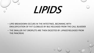 LIPIDS
• LIPID BREAKDOWN OCCURS IN THE INTESTINES, BEGINNING WITH
EMULSIFICATION OF FAT GLOBULES BY BILE RELEASED FROM THE GALL BLADDER
• THE SMALLER FAT DROPLETS ARE THEN DIGESTED BY LIPASES RELEASED FROM
THE PANCREAS
 